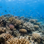 AI coral reef monitoring