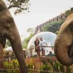 jungle bubbles among elephants