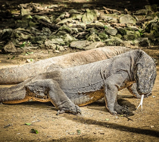 komodo dragons