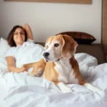 pet friendly hotels