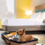 Hilton pet friendly hotels