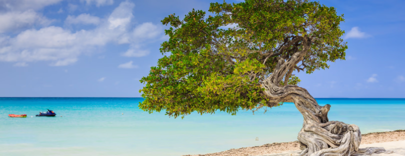 aruba