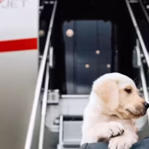 Pet-friendly private jet travel
