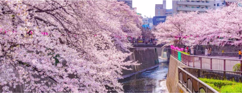 best eSIM for Japan cherry blossom season